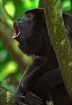 howler monkey.jpg