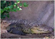 Crocodile.jpg