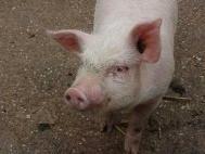 pig close.JPG