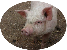 pig close.JPG